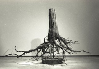 'Uproot' by Jonathan Taube