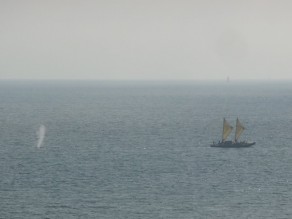 Whale spotting. (NY, LBI, LA & LB) Whale spotting. (NY, LBI, LA & LB)