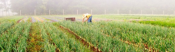 Blooming Glen Farm