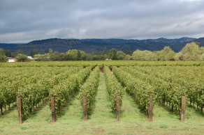 Wine tasting in Napa Valley. (San Francisco) Wine tasting in Napa Valley. (San Francisco)