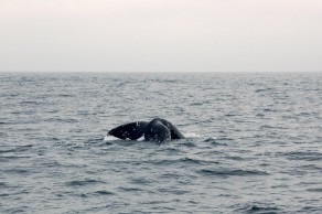 A Gray Whale. (San Francisco) A Gray Whale. (San Francisco)
