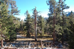 Hiking through this alpine forest. (Palm Springs) Hiking through this alpine forest. (Palm Springs)