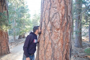 These pine trees smell strongly of vanilla and butterscotch. I was close to licking the bark! (Palm Springs) These pine trees smell strongly of vanilla and butterscotch. I was close to licking the bark! (Palm Springs)