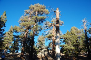 More beautiful alpine scenery. (Palm Springs) More beautiful alpine scenery. (Palm Springs)