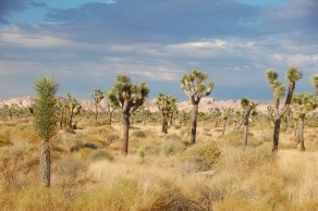 Joshua ‘Trees’. (Palm Springs) Joshua ‘Trees’. (Palm Springs)