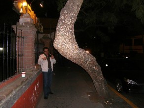 The gum tree. Pass it, put your gum on it and your wish will come true. (Moving to Mexico City)