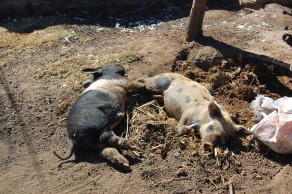 Pigs drunk on pulque. (Hidalgo)