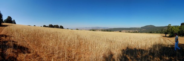 A wheat field at the top of the hill/mountain. (Hidalgo) A wheat field at the top of the hill/mountain. (Hidalgo)