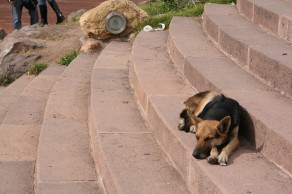 Stray dogs are everywhere, including smeared alongside the roads. (Mendoza) Stray dogs are everywhere, including smeared alongside the roads. (Mendoza)