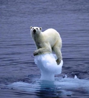 Polar Bear at risk.