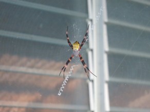 These huge spiders are all over Hawaii. (Hawaii)