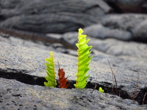 Brave little vegetation, starting the long process of turning lava stone to soil.
