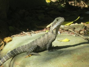 Manly Beach Resident (Sydney Infrequently Asked Questions) Manly Beach Resident (Sydney Infrequently Asked Questions)