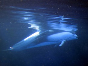 Dolphin at the Aquarium (Vancouver Travel Guide)