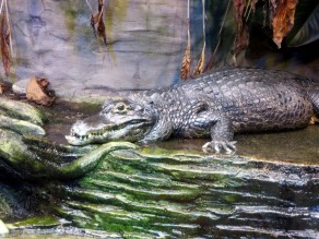 Gator chilling out. (Vancouver Travel Guide) Gator chilling out. (Vancouver Travel Guide)