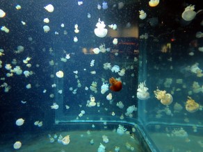 The black jellyfish in the family. (Vancouver Travel Guide) The black jellyfish in the family. (Vancouver Travel Guide)