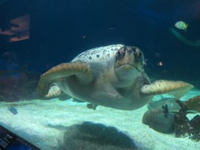 You lookin at me?! (Vancouver Travel Guide)