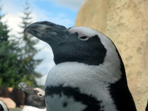 I’m soooooo cool! (Vancouver Travel Guide) I’m soooooo cool! (Vancouver Travel Guide)