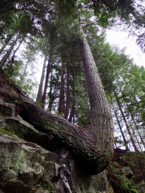 Capilano Tree (Vancouver Travel Guide)