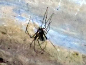 These necrosis-causing spiders are everywhere. (São Paulo & Belo Horizonte)