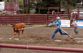 Steer Deco (Walker & Rodeo) Steer Deco (Walker & Rodeo)