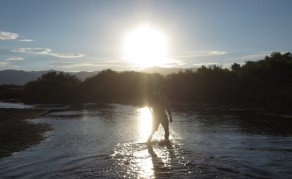 Wading through Walker River (Walker & Rodeo) Wading through Walker River (Walker & Rodeo)