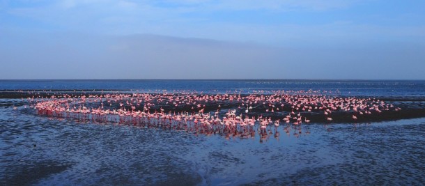 Flamingos! (Swakopmund)