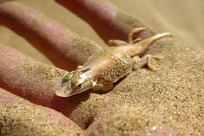 Sand-diving gecko (Swakopmund) Sand-diving gecko (Swakopmund)