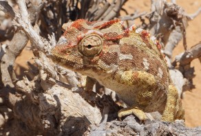 Who knows what he’s looking at. (Swakopmund) Who knows what he’s looking at. (Swakopmund)