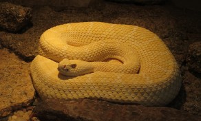 Coiled up like a spring, ready to POUNCE! (Swakopmund)