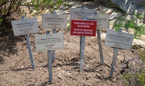 Graveyard of extinct plants (Cape Town)