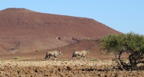 Oryxes on the move. (Skeleton Coast) Oryxes on the move. (Skeleton Coast)
