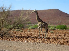 Grazing Giraffe (Skeleton Coast) Grazing Giraffe (Skeleton Coast)