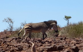 From Awesome to Zebra (Skeleton Coast) From Awesome to Zebra (Skeleton Coast)