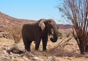 It stood about 5 meters away. (Skeleton Coast) It stood about 5 meters away. (Skeleton Coast)