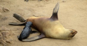 Smelly seals! (Skeleton Coast) Smelly seals! (Skeleton Coast)