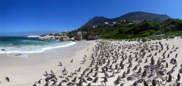 Boulder Beach Penguin Colony (Cape of Good Hope and Franschhoek) Boulder Beach Penguin Colony (Cape of Good Hope and Franschhoek)