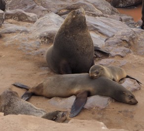 Smelly seals! (Skeleton Coast) Smelly seals! (Skeleton Coast)